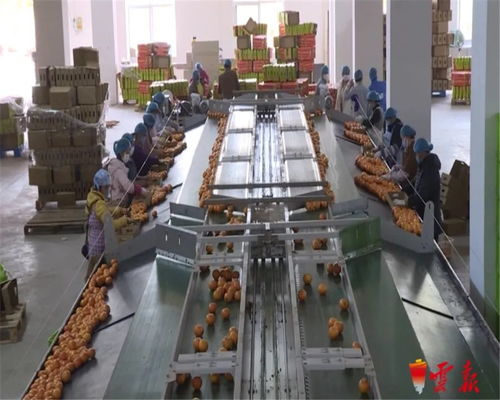 蔬菜捐贈全國第一 云南累計(jì)向湖北捐贈1.26萬噸初級農(nóng)產(chǎn)品，譜寫抗疫情深