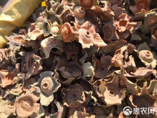 柿蒂 傳統(tǒng)藥材的魅力與選購指南